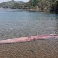 ダイオウイカ、生きたまま打ち上げられる 福井・小浜の海岸