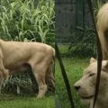 中国の動物園に「前髪ぱっつん」のライオン、誰切った？