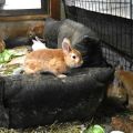 ウサギのペットで多頭飼育崩壊　２匹が２年で２００匹以上