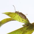 絶滅昆虫生きていた！　６０年ぶり琵琶湖で発見