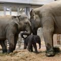 アジアゾウの赤ちゃん誕生　名古屋、東山動植物園