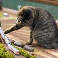 鉄道ジオラマに肉球パンチ　食堂の廃業危機を救った猫の手