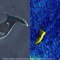 【画像比較】衛星データで見るトンガ沖噴火