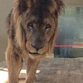 「もうライオンは飼いません」　変わる動物福祉の現場