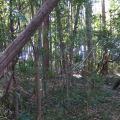 トトロの森、さらに拡大　法人が4300平方メートル取得