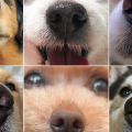 目指せ迷い犬ゼロ　鼻紋をAIで個体識別　愛犬家に登録呼びかけ