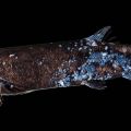 全長2.5mのヨコヅナイワシ撮影成功　深海の硬骨魚で世界最大