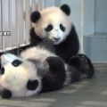 感染防止で上野動物園閉園も、双子パンダの一般公開は当選者のみ入園可　12日～14日の3日間