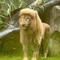 ライオンが“前髪パッツン”…誰かが切った? 動物園側はカット全否定「湿度の影響」も専門家「それはない」