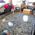 沖縄でおつまみに人気の魚「スク」　取れなくなったのはなぜ？　1キロ5千円で売れる「海のボーナス」失い漁師は落胆 | あなたのナゼにココホル取材班 ＋プラス