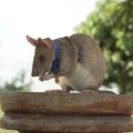 地雷探知の英雄ネズミ「マガワ」逝く　カンボジアで活躍