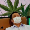 タイ政府、大麻草１００万本を全土の世帯に無料配布