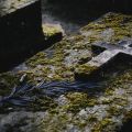 ドイツの墓地で、史上最速のプラスチック分解能力を持つ酵素が発見される