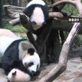 東京都 上野動物園双子パンダ公開３日間で中止 感染拡大で