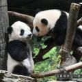 都立動物園 感染急拡大で11日から休園 双子パンダ15日以降中止