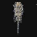 「オシリカジリムシ」と命名 新種の甲殻類 鹿児島の干潟で発見