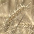 インド 小麦の輸出禁止を発表 国内での安定供給を図る