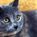 “ネコは同居ネコの名前をわかっている” 研究グループが発表