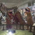 ティラノサウルスの着ぐるみ着て 博物館の展示を鑑賞 鳥取
