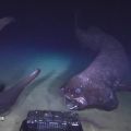 新種の大型深海魚 ヨコヅナイワシの撮影に成功 八丈島の沖合