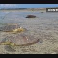 沖縄 久米島 刺された痕があるウミガメ 30匹以上見つかる