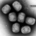 サル痘に対する「天然痘ワクチン」の使用を承認へ 厚生労働省