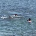 福井 海水浴場でイルカにかまれ2人けが 7月以降被害相次ぐ