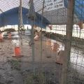 大雨による洪水で特産の比内地鶏1万5000羽余が死ぬ 秋田 大館