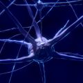 6Gの候補であるテラヘルツ帯の電波を脳の神経細胞に照射すると細胞が異常な成長を遂げたことが明らかに