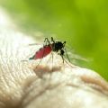 ウイルスが宿主の体臭を「蚊を引きつける臭い」に変えて蚊に刺されやすくしていることが判明