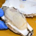 二枚貝類の食中毒に注意　まひ性貝毒検出「潮干狩りで食べないで」